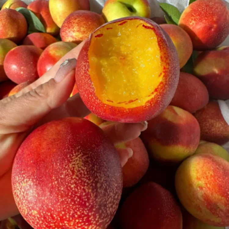 【黄心油桃】山西运城黄肉麻点油桃爆甜当季新鲜水果现摘现发