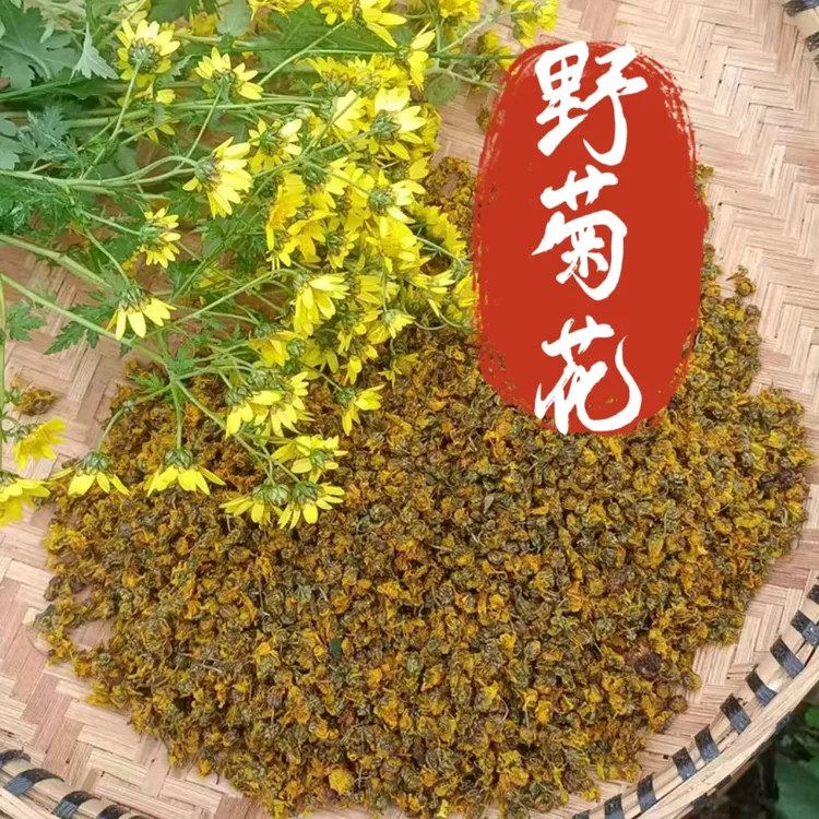 甘肃陇南高山山菊花