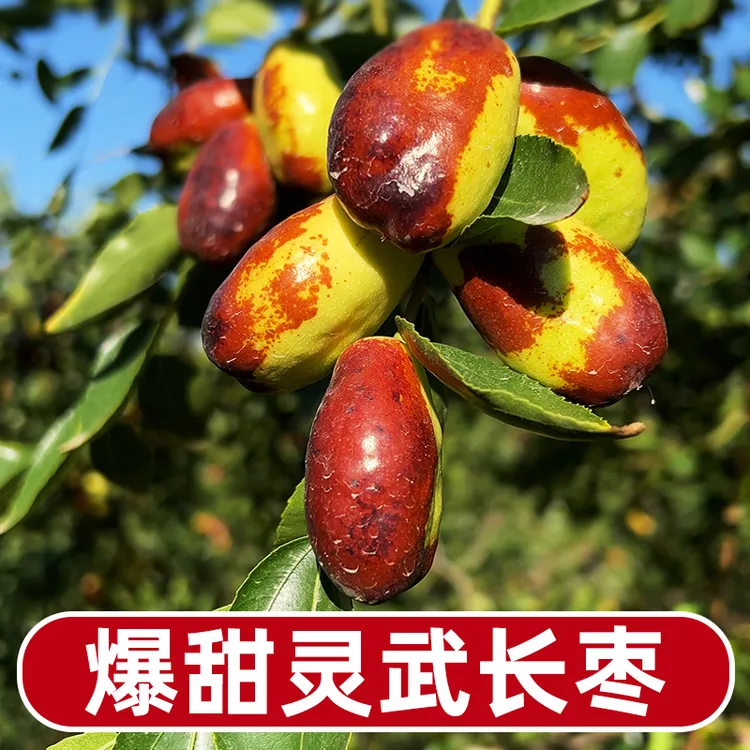 【正宗 宁夏灵武 沙漠长枣】3-5斤 露天冬枣子 当季新鲜水果脆甜