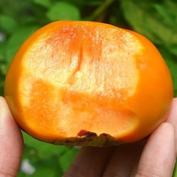 【脆甜不涩】广西桂林巧克力糖心脆柿子硬脆甜柿新鲜应季水果5-9斤