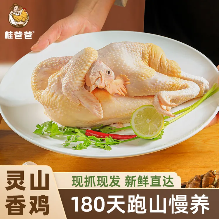 桂丰盛广西灵山香鸡山林散养土鸡走地鸡生农家散养土鸡鲜宰杀整鸡