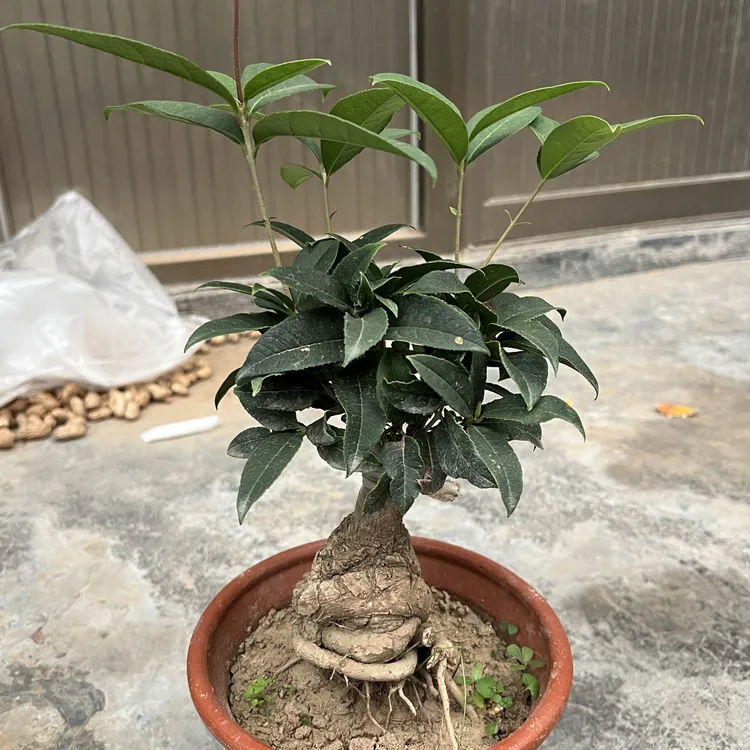 四季桂花盆栽树苗室内浓香型花卉绿植物可食用阳台办公室桌面盆景