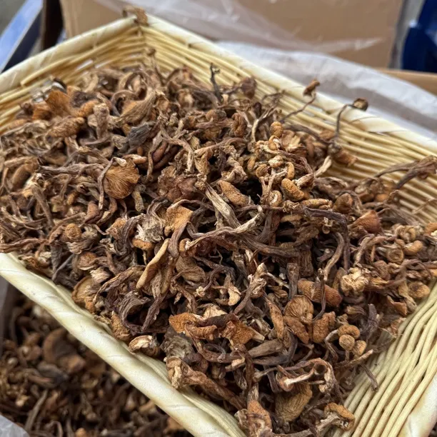 2025年 头茬草蘑 榛蘑牙 精品 黑龙江产直发东北小鸡炖蘑菇专用