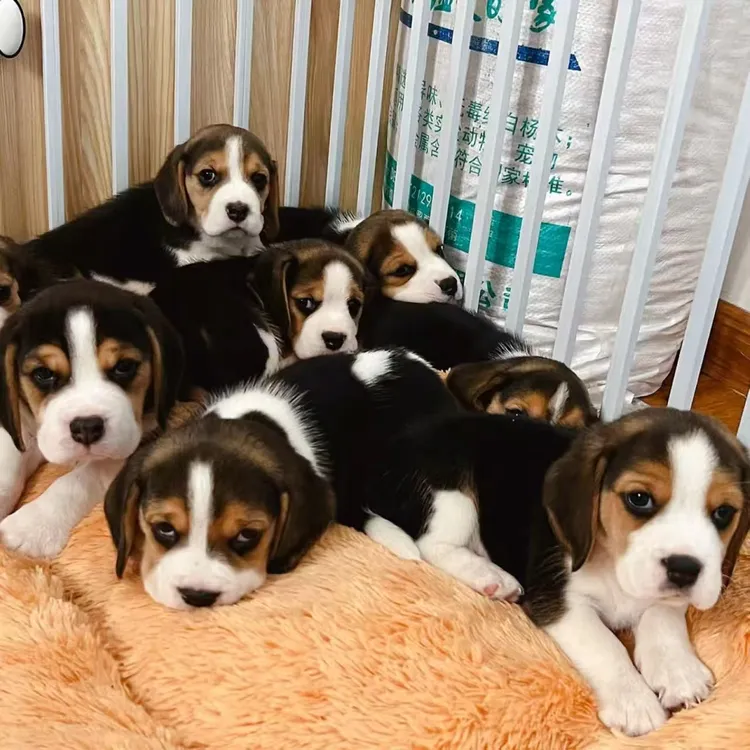 【萌宝小宠】比格犬 活体狗狗