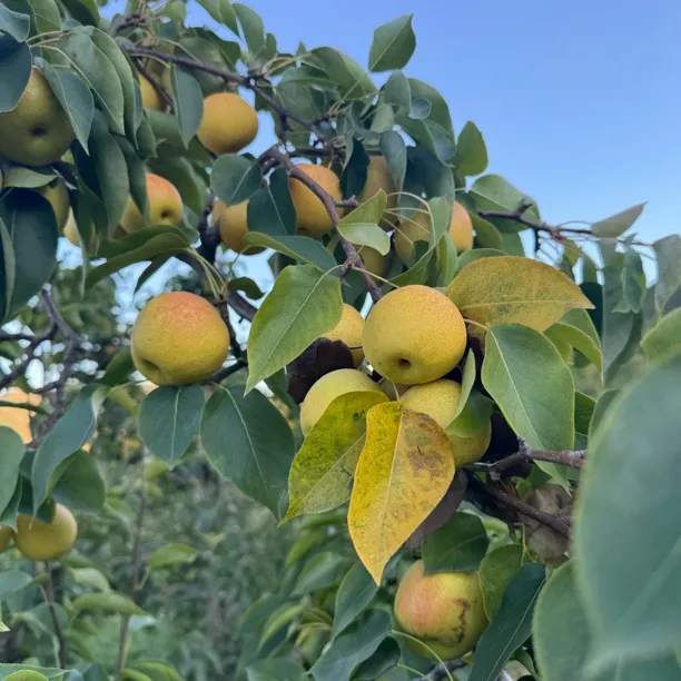 农家肥南果梨真正树熟嘎嘎好吃顺丰包邮
