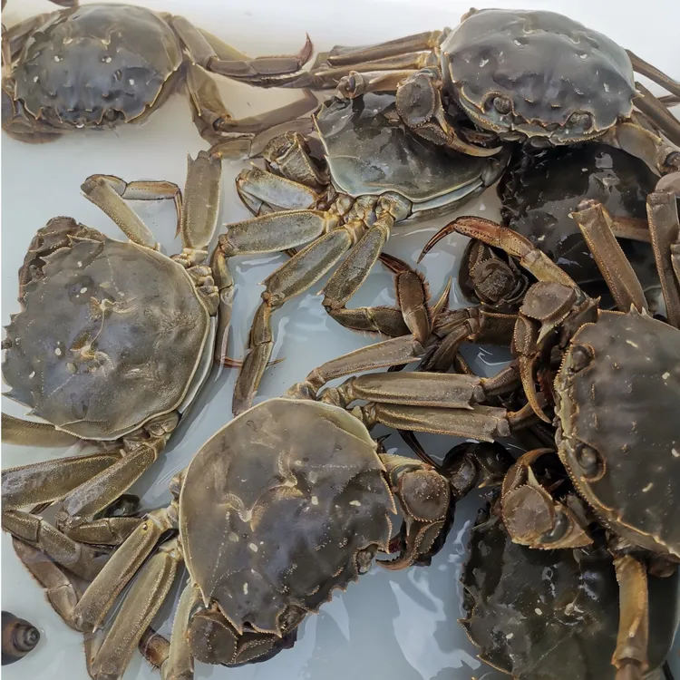 【活蟹】江苏精品大闸蟹 母2.8-3.1两 8只/10只 京东包邮 包活到家