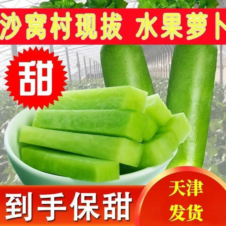 天津沙窝萝卜新鲜水果萝卜现挖现发清甜多汁口感脆爽产地直发脆甜