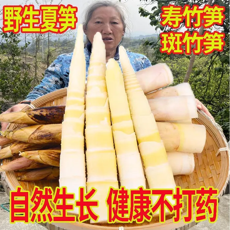 新鲜现挖寿竹笋斑竹笋春笋鲜嫩夏笋时令蔬菜农家菜笋尖整箱竹笋尖