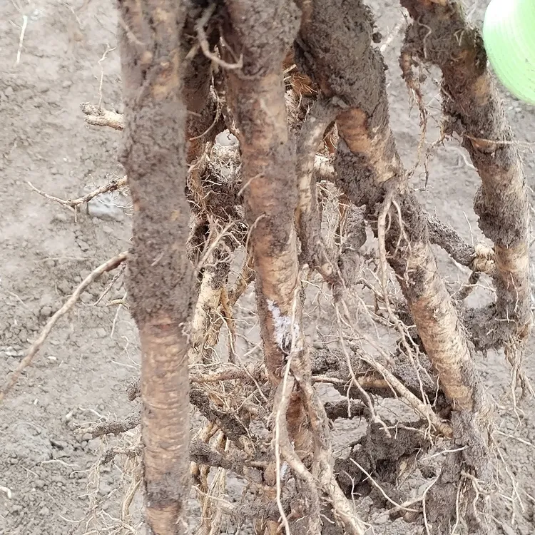 现挖新鲜黄芪整条适合煲汤炖肉滋补佳品