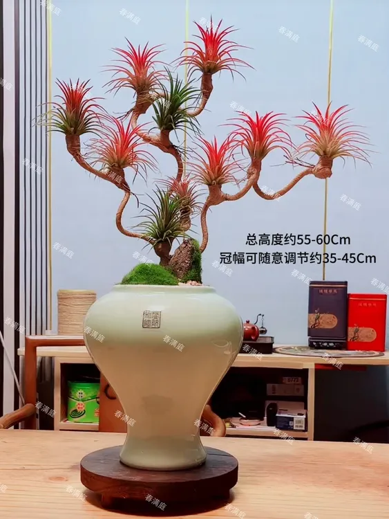 客厅书房办公室绿植盆栽空气兰精品高度端盆栽造型艺术风盆景室内