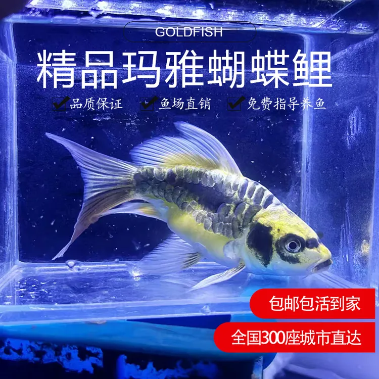 玛雅蝴蝶鲤纯种精品德系大酋长尾短身淡水好养耐活体球型锦鲤鱼苗