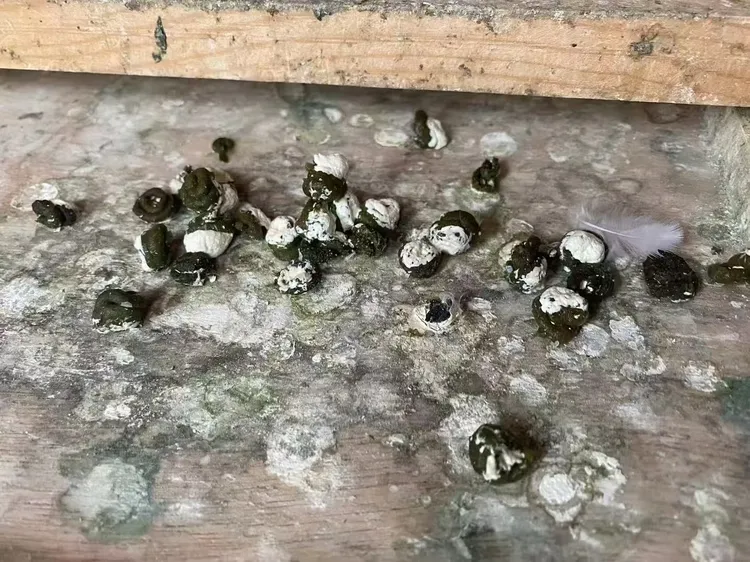 养鸽必备草粉粉纯草制作