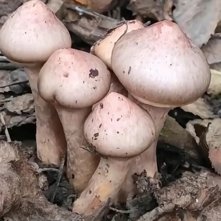 红蘑红菇丁松树伞肉蘑东北特产精品野生批发蘑菇自然晾晒干货新货
