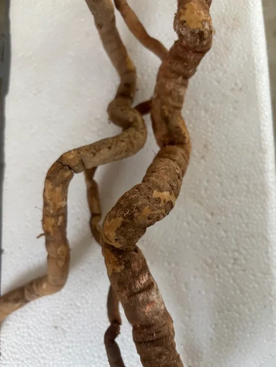 赣南深：石钻子：石猴枣．钻石风::全根