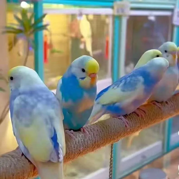 高纯金彩 虎皮鹦鹉 双金双显 珍珠彩 可爱粘人 手养鹦鹉