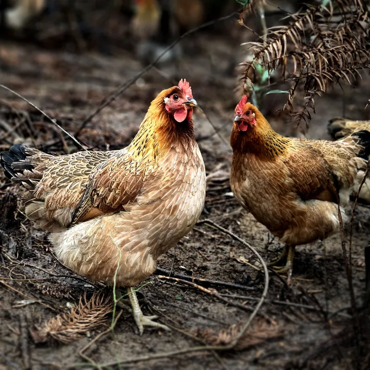 【高山散养土鸡180天龄】桂柳广西桂林放养低脂农家老母鸡新鲜活鸡