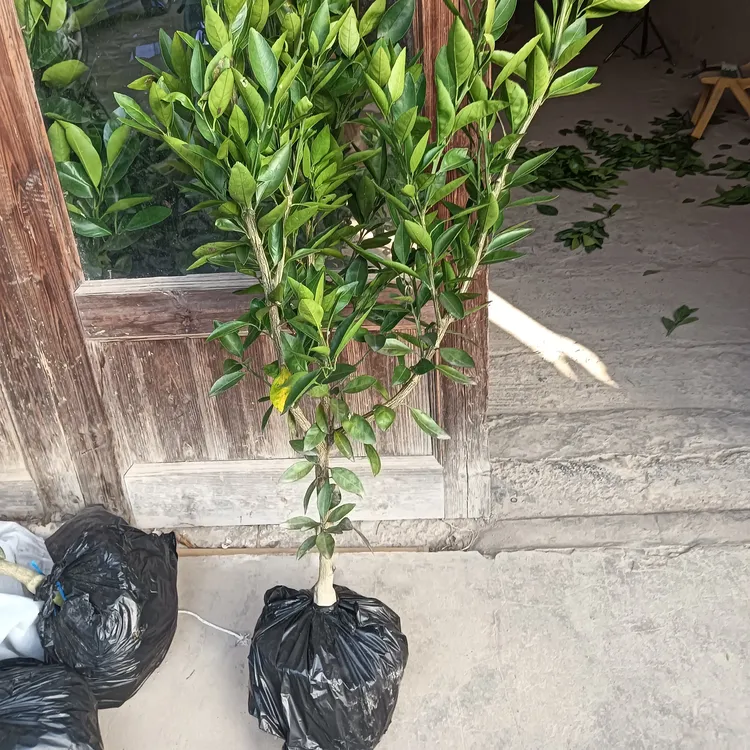 室内外庭院阳台地栽好养绿植物树苗  涌泉蜜桔  宫川