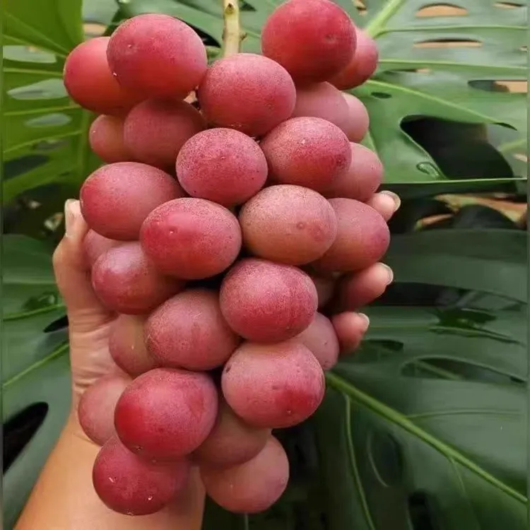 新品种爬藤王大粒葡萄树苗抗寒南方北方种植盆栽地栽盆栽地栽