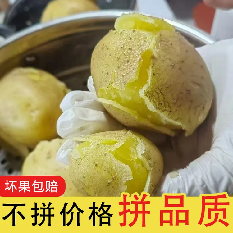 甘肃定西粗麻皮黄心土豆新鲜现挖马铃薯农家特色自种当季蔬菜