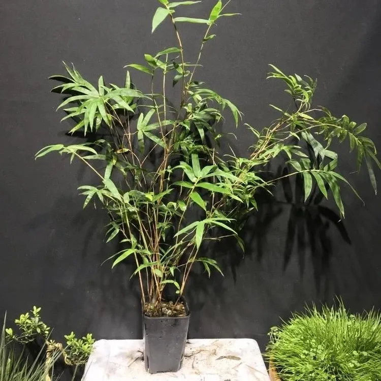 红观音竹红竹四季好养枝阳台庭院室内绿植盆栽（竹子绿植）