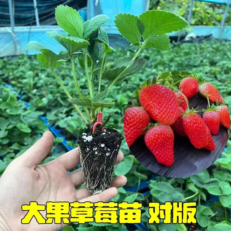 正宗对版品种草莓苗妙香7号红颜隋珠丹东大果型香味十足草莓酸甜