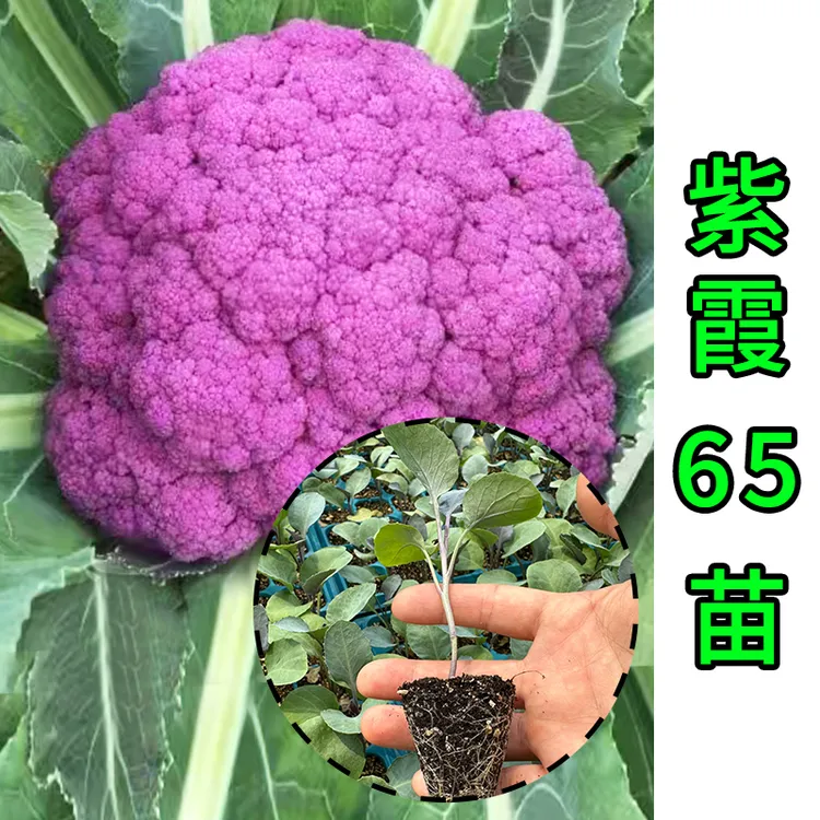 浙江农科院新品 紫霞65紫色花菜苗 
