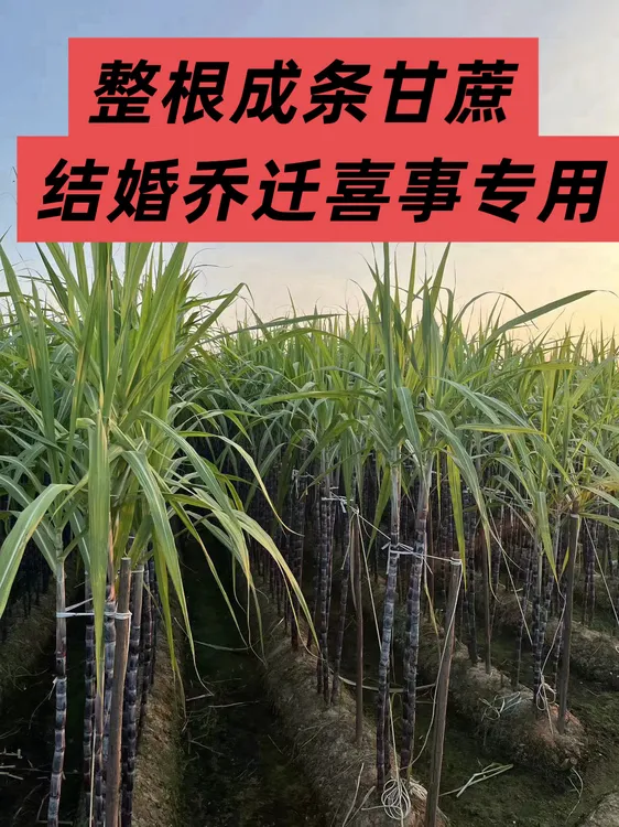 广西黑皮甘蔗整根长条发货搬家乔迁新居结婚送礼水果甘蔗