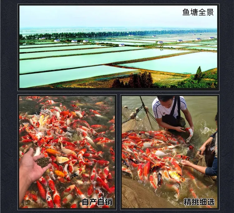 广东湛江自家直发活体中型高档20～27公分观赏鱼发3条包邮