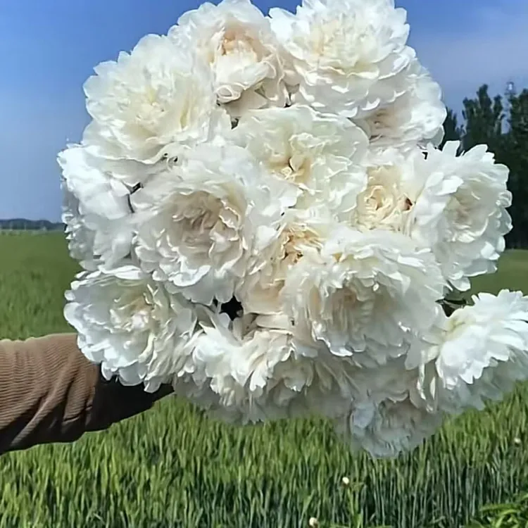 杨妃出浴芍药种球浓香型白色系包真重瓣大花观赏芍药盆栽地栽花卉