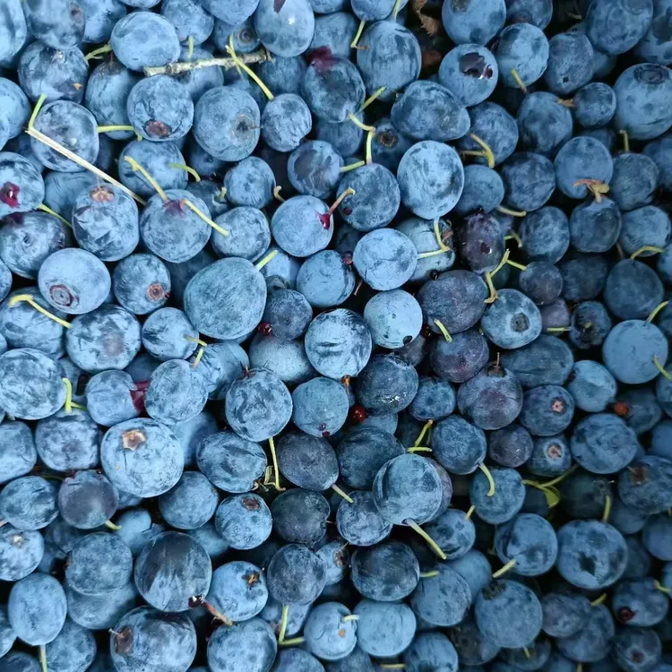 大兴安岭野生蓝莓都柿手摘速冻果