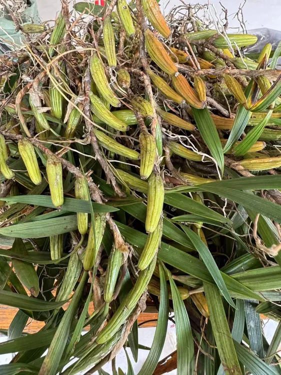 新鲜石橄榄、石仙桃煲汤煮水