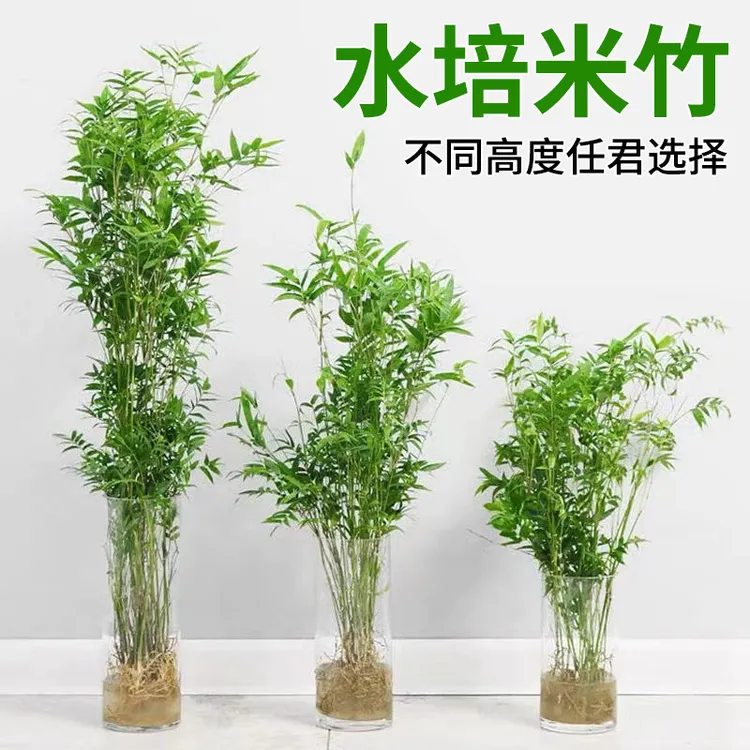 竹子室内绿植盆栽室内竹子绿植观音竹水培竹子水培绿植