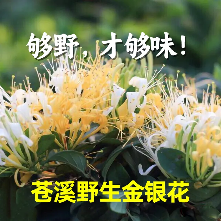 广元苍溪野生金银花 可泡茶 可泡澡 够野才够味