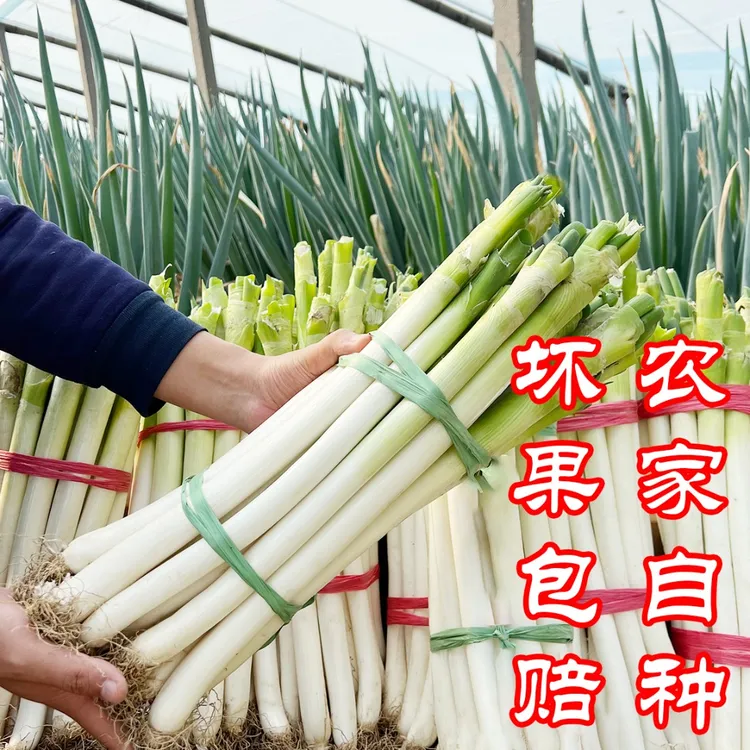 2025新鲜葱山东大葱新鲜蔬菜铁杆大葱自家种植现挖现发新鲜蔬菜