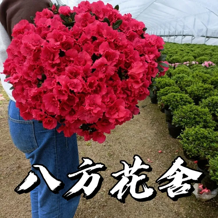 西洋杜鹃花室内年宵花好养易活盆栽绿植带花苞