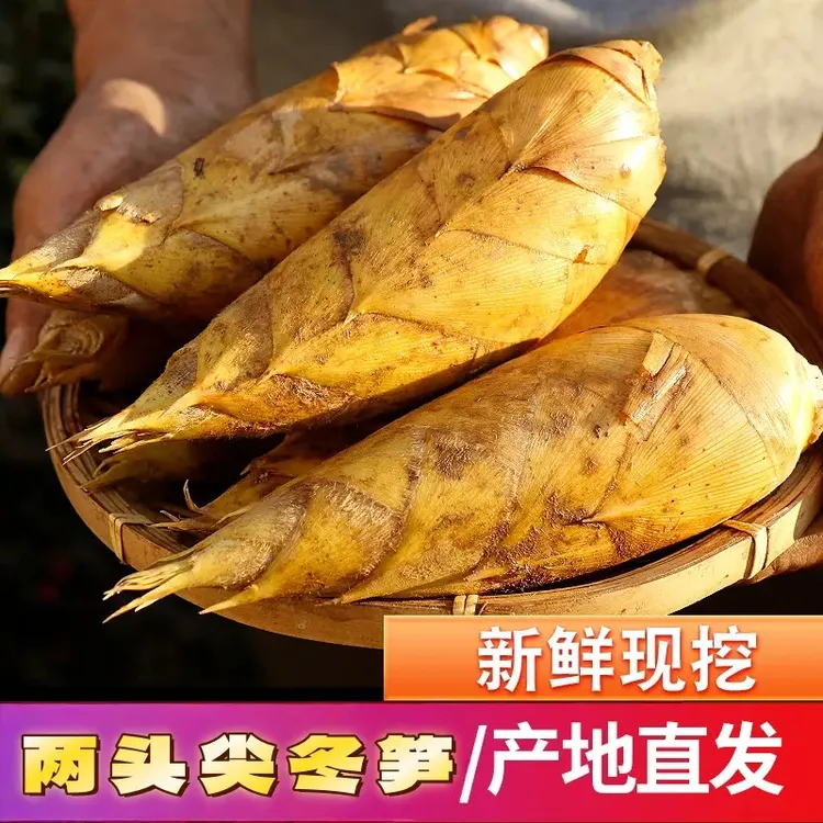精品两头尖冬笋单颗4两以上新鲜竹笋应季蔬菜3斤5斤