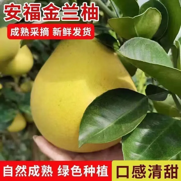 新鲜水果安福柚子金兰柚井冈蜜柚萍乡蚕子柚冰糖小柚子10斤包邮