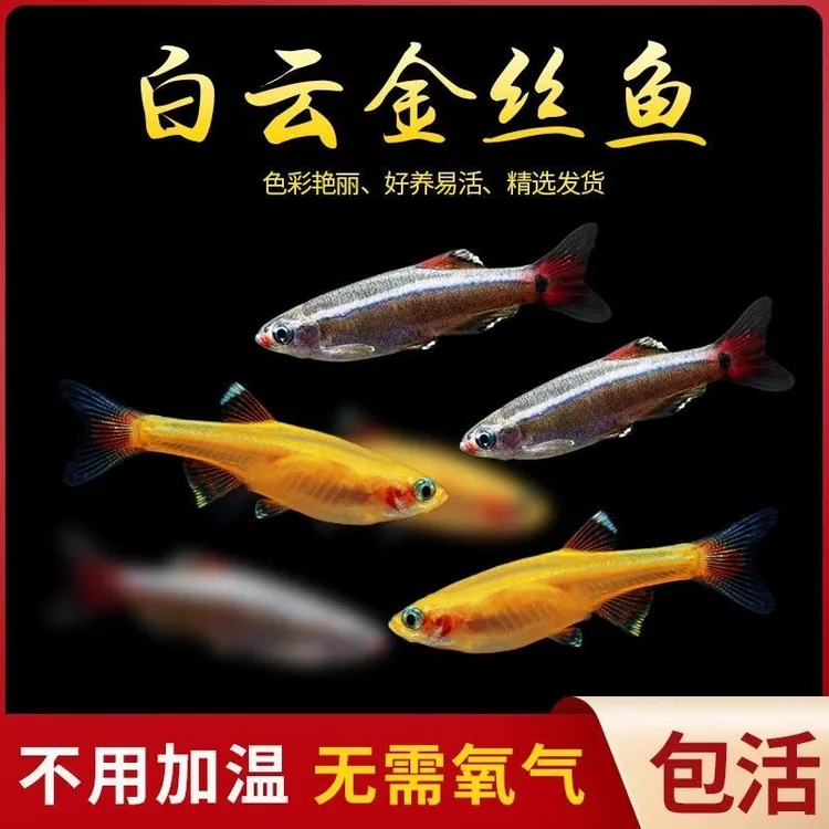 白云金丝鱼混搭鱼苗观赏鱼耐低温冬天不加温草缸群游精灵冷水