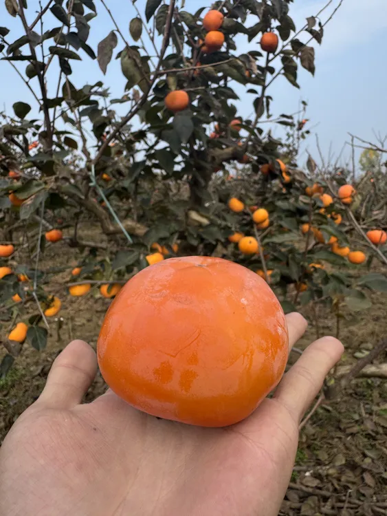 （京东快递纯甜）陕西眉县特产太白山下冰糖心阳丰巧克力脆柿子