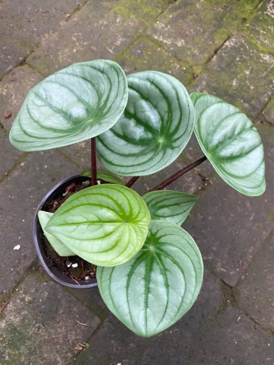 12厘米盆麒麟瓜椒草，不包叶损棉花气泡柱发货