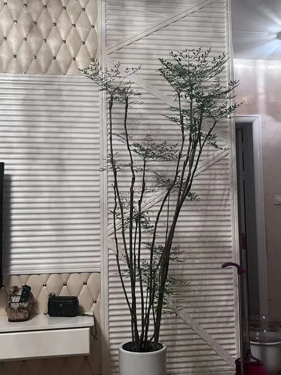 南天竹好养活大小都有