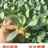 优质花菜秧苗蔬菜苗耐热松花菜带土直发阳台庭院南北方种植高产