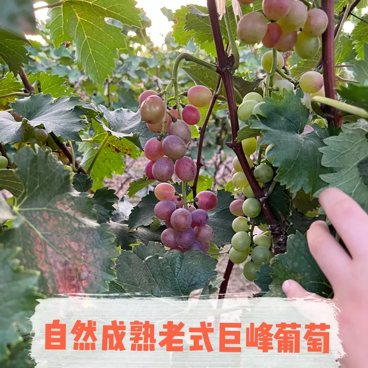 母婴葡萄老式葡萄新鲜采摘小时候的味道 孕妈宝宝放心吃