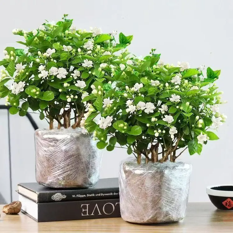 【带花苞】茉莉花花卉/浓香型/盆栽/重瓣/易养护/花期长