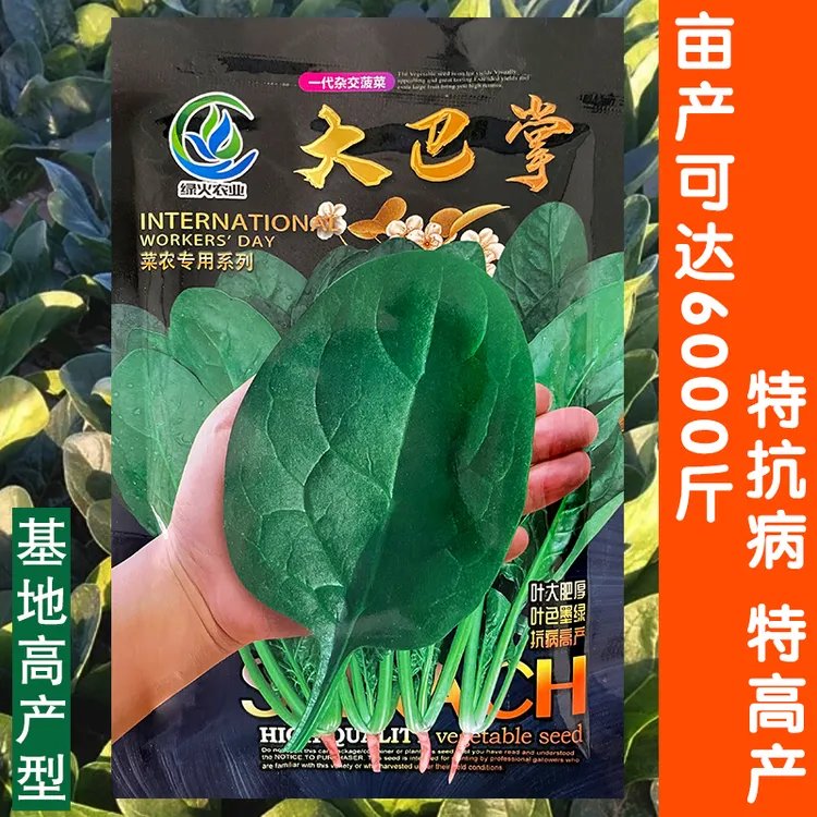 大巴掌高产大叶菠菜种子冬季耐寒红根圆叶叶肉厚菠菜籽抗寒抗病菠
