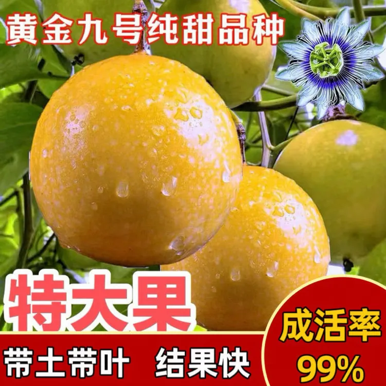 纯甜黄金百香果苗新品种纯甜黄金九号嫁接苗四季爬藤阳台庭院种植