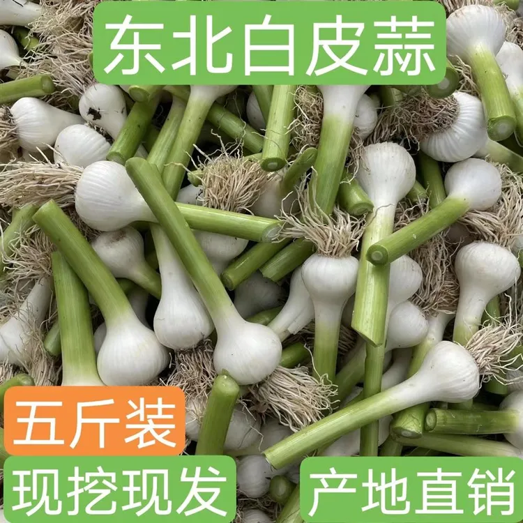 东北现挖新鲜白皮马牙嫩蒜可腌制糖醋蒜多种食用方式