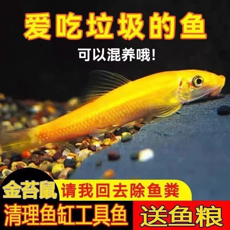 金苔鼠清洁鱼缸清道夫鱼金热带苔鼠观赏鱼青苔垃圾老鼠除藻清洁工