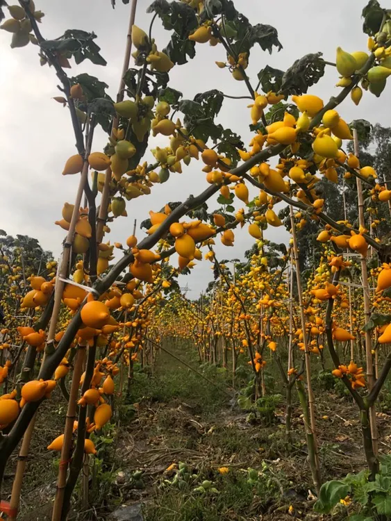 1.2米【黄金五代果】小猪佩奇办公家居鲜切干插花