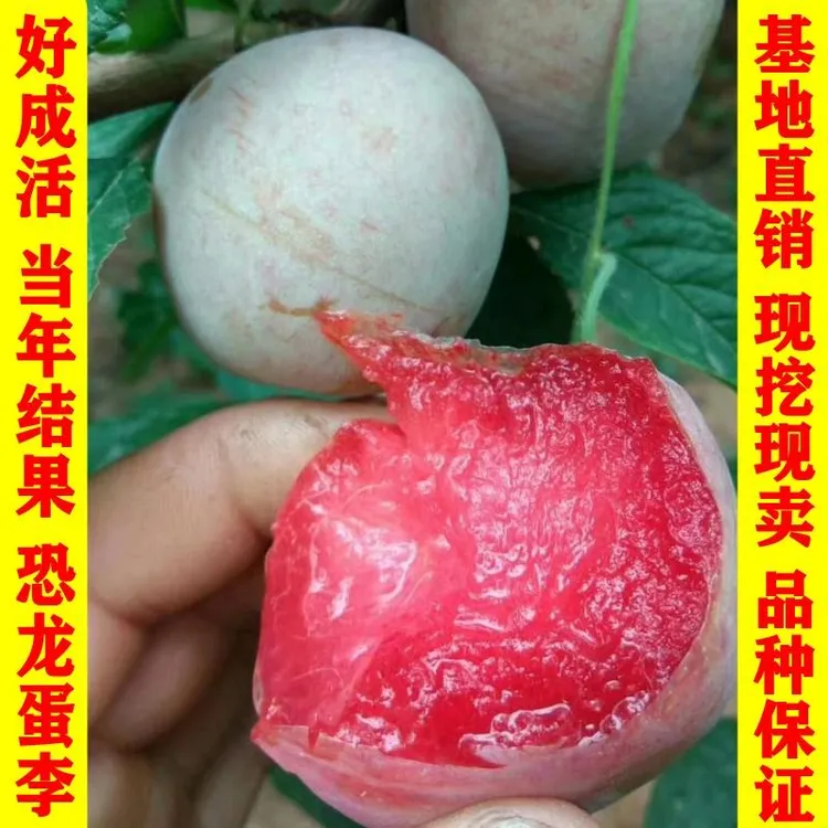 新品种果树苗红心李子树苗特大恐龙蛋李子苗嫁接苗南方北方种植